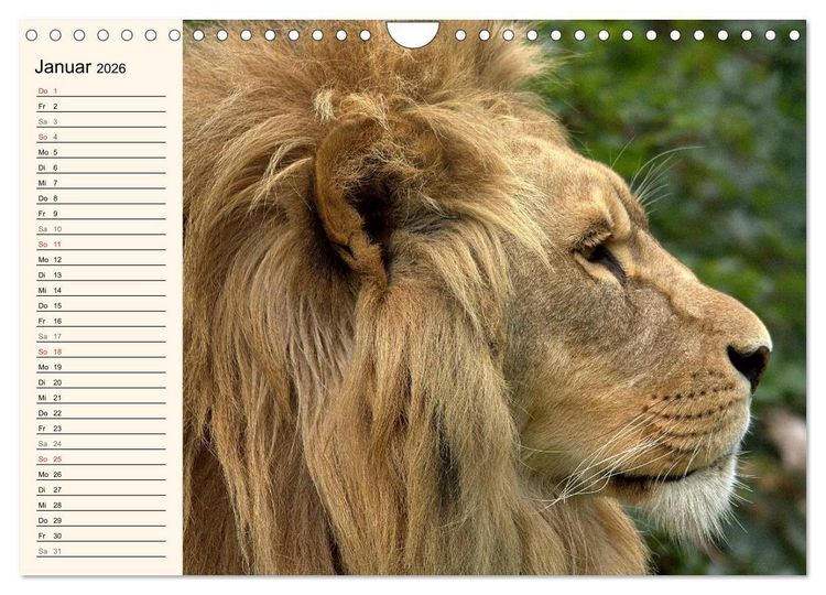 Produktbild: L&ouml;wen (Wandkalender 2026 DIN A4 quer), CALVENDO Monatskalender