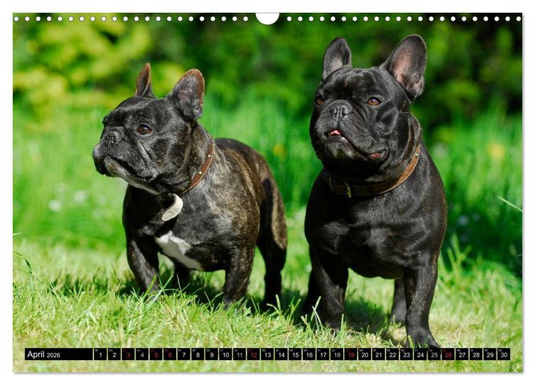 Produktbild: Franz&ouml;sische Bulldogge - Clown auf 4 Pfoten (Wandkalender 2026 DIN A3 quer), CALVENDO Monatskalender