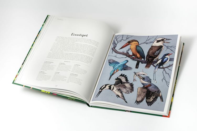 Produktbild: Das Museum der V&ouml;gel