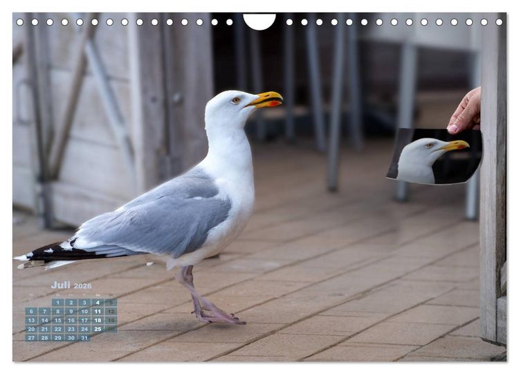 Produktbild: M&ouml;wen frech und witzig (Wandkalender 2026 DIN A4 quer), CALVENDO Monatskalender