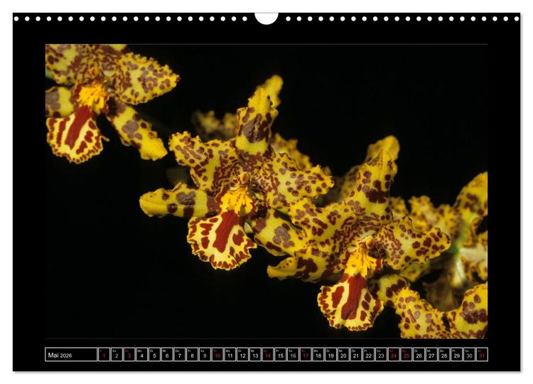 Produktbild: Orchideen 2026 (Wandkalender 2026 DIN A3 quer), CALVENDO Monatskalender
