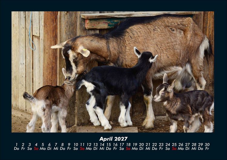 Produktbild: Tierkalender 2027 Fotokalender DIN A4