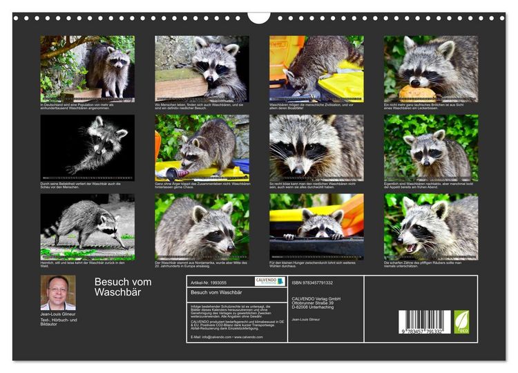 Produktbild: Besuch vom Waschb&auml;r (Wandkalender 2026 DIN A3 quer), CALVENDO Monatskalender