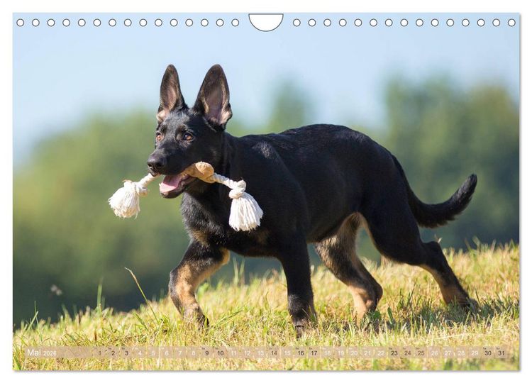 Produktbild: Sch&auml;ferhunde - Freunde auf 4 Pfoten (Wandkalender 2026 DIN A4 quer), CALVENDO Monatskalender