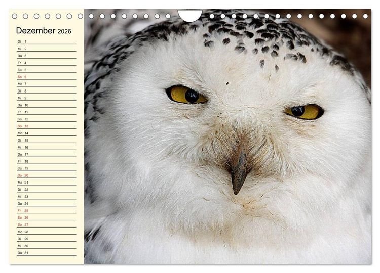 Produktbild: Greifv&ouml;gel (Wandkalender 2026 DIN A4 quer), CALVENDO Monatskalender