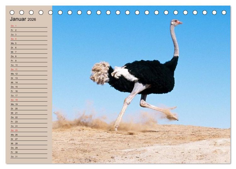 Produktbild: Vogel Strau&szlig;. Imposanter Riese und L&auml;ufer (Tischkalender 2026 DIN A5 quer), CALVENDO Monatskalender