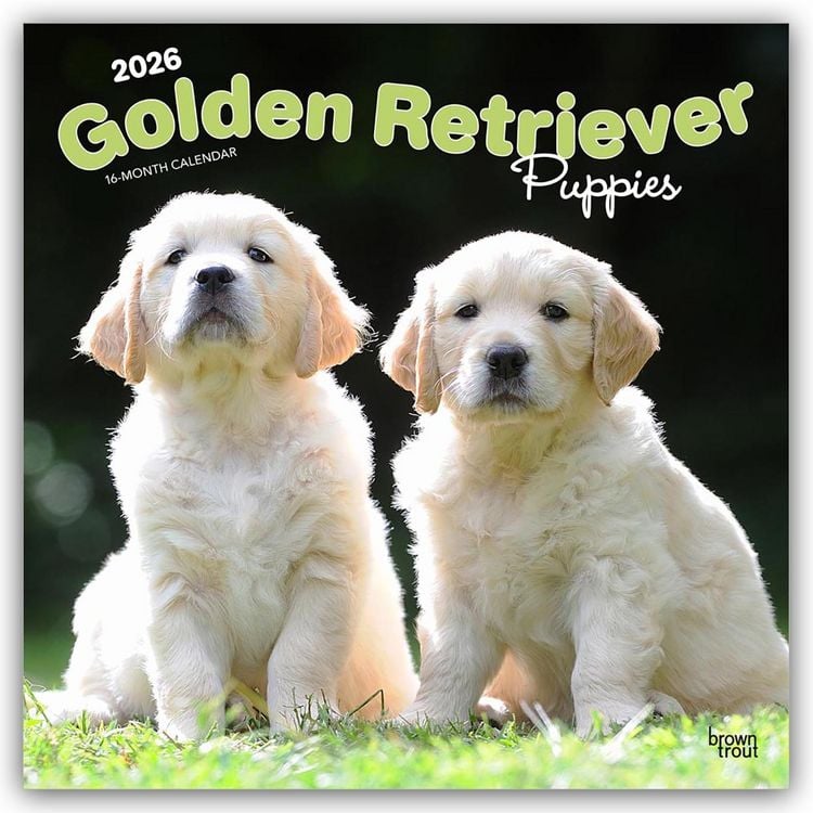 Produktbild: Golden Retriever Puppies – Golden Retriever Welpen 2026 – 16-Monatskalender