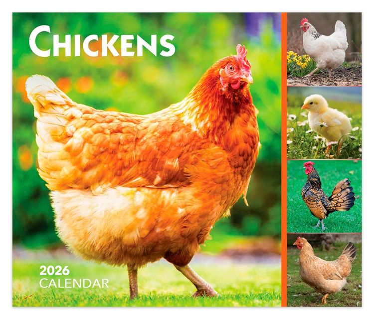 Produktbild: Chickens 2026 6 X 5 Inch Daily Desktop Box Calendar New Page Every Day