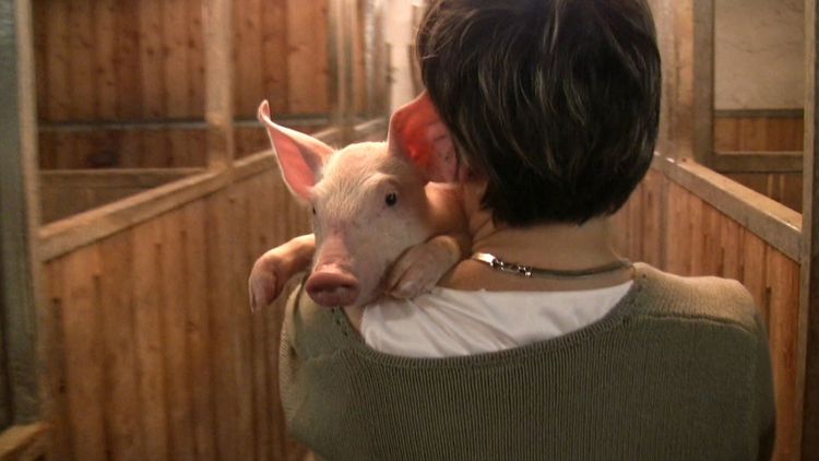 Produktbild: Im Namen der Tiere