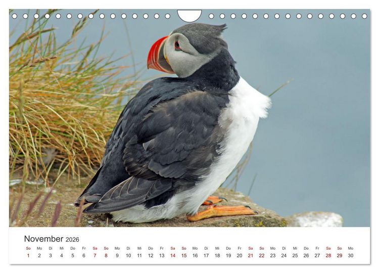 Produktbild: Papageitaucher - Clowns der nordischen Vogelwelt (Wandkalender 2026 DIN A4 quer), CALVENDO Monatskalender