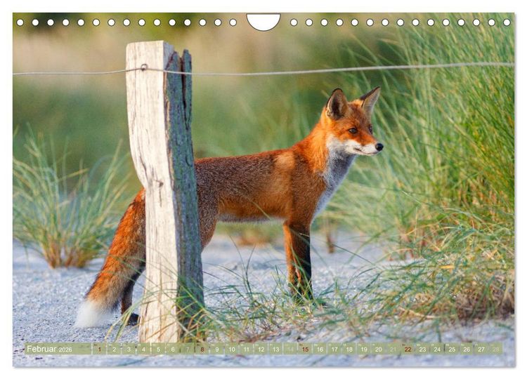 Produktbild: Wilder Dar&szlig; - Fuchs, Hirsch und Co. 2026 (Wandkalender 2026 DIN A4 quer), CALVENDO Monatskalender