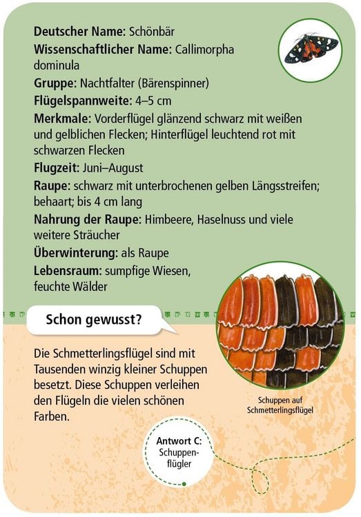 Produktbild: Expedition Natur - 50 heimische Schmetterlinge