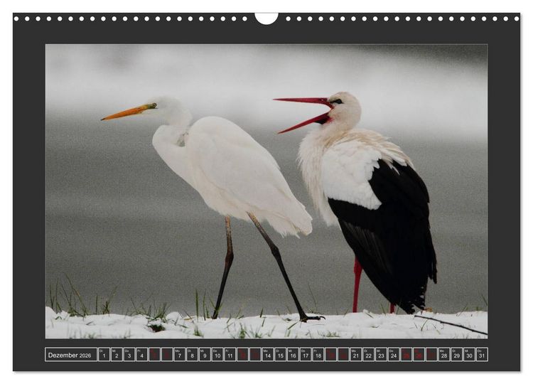 Produktbild: Winterzauber - Tiere in Eis und Schnee (Wandkalender 2026 DIN A3 quer), CALVENDO Monatskalender