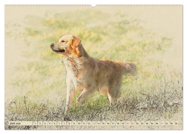 Produktbild: Golden Retriever 2026 (Wandkalender 2026 DIN A2 quer), CALVENDO Monatskalender