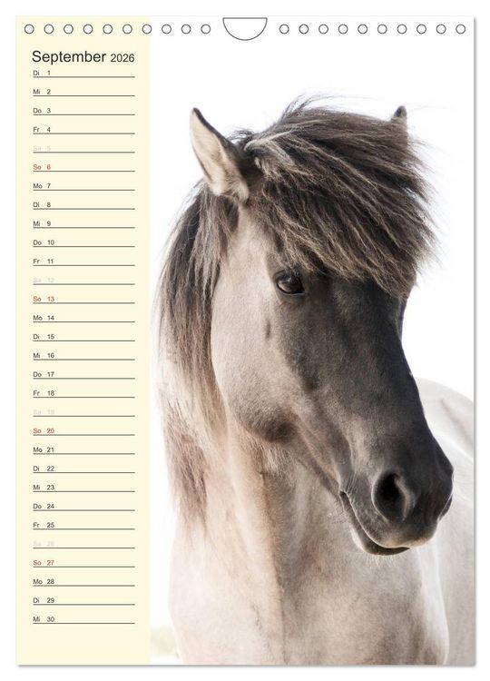 Produktbild: Islandpferde Geburtstagskalender (Wandkalender 2026 DIN A4 hoch), CALVENDO Monatskalender