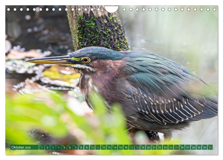 Produktbild: Gr&uuml;nreiher - Krabbenreiher - Nachtreiher (Wandkalender 2026 DIN A4 quer), CALVENDO Monatskalender