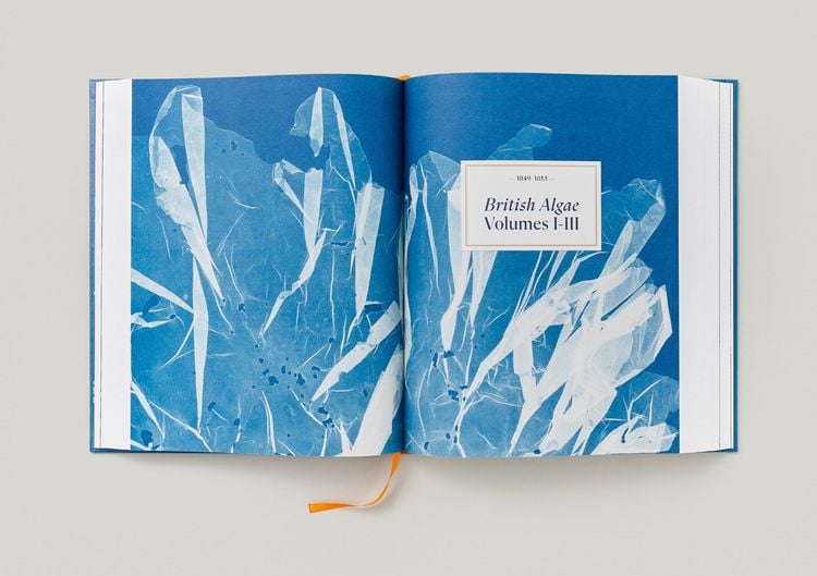 Produktbild: Anna Atkins. Cyanotypes