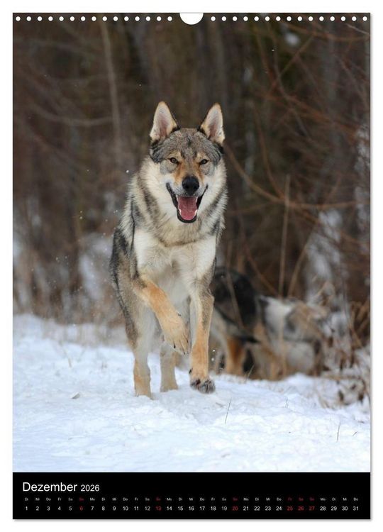 Produktbild: Faszination Wolfhund (Wandkalender 2026 DIN A3 hoch), CALVENDO Monatskalender