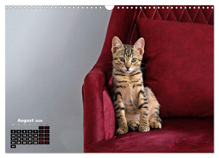 Produktbild: Die Streuner von La Marsa (Wandkalender 2026 DIN A3 quer), CALVENDO Monatskalender