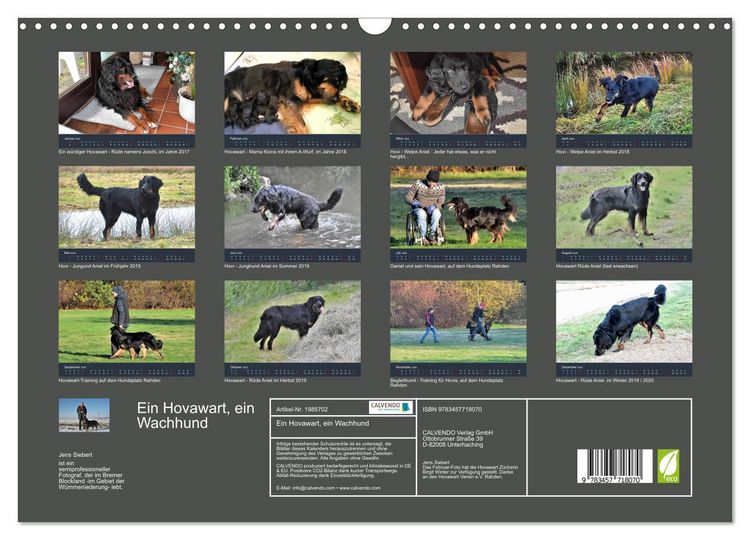Produktbild: Ein Hovawart, ein Wachhund (Wandkalender 2026 DIN A3 quer), CALVENDO Monatskalender