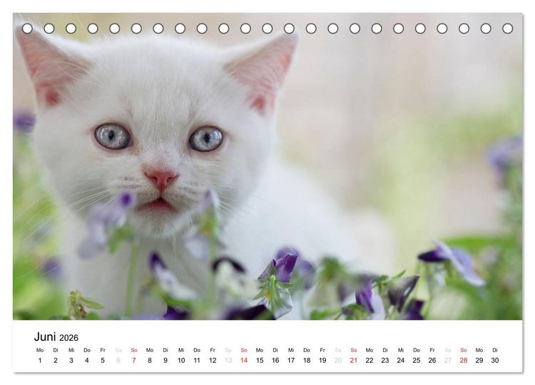 Produktbild: Briten B&auml;rchen &ndash; Britsch Kurzhaar 2026 (Tischkalender 2026 DIN A5 quer), CALVENDO Monatskalender
