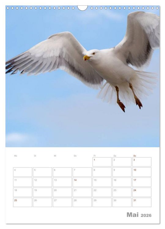 Produktbild: M&ouml;wen - die V&ouml;gel der K&uuml;ste (Wandkalender 2026 DIN A3 hoch), CALVENDO Monatskalender