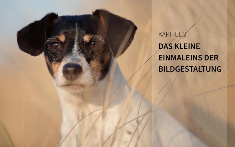 Produktbild: Haustiere perfekt fotografieren