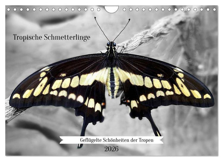 Produktbild: Gefl&uuml;gelte Sch&ouml;nheiten der Tropen (Wandkalender 2026 DIN A4 quer), CALVENDO Monatskalender