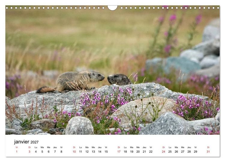 Produktbild: Le monde des marmottes en Haute Maurienne (Calendrier mural 2027 DIN A3 vertical), CALVENDO calendrier mensuel