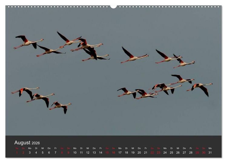 Produktbild: Pretty Flamingo (Wandkalender 2026 DIN A2 quer), CALVENDO Monatskalender