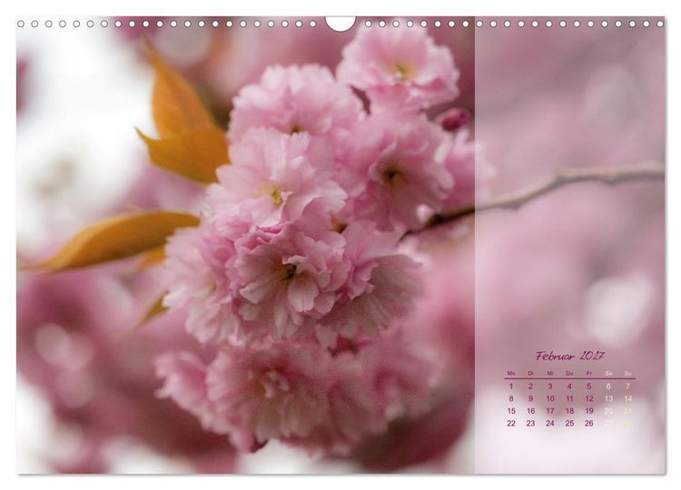 Produktbild: Pretty in Pink - Die Kirschbl&uuml;te (Wandkalender 2027 DIN A3 quer), CALVENDO Monatskalender