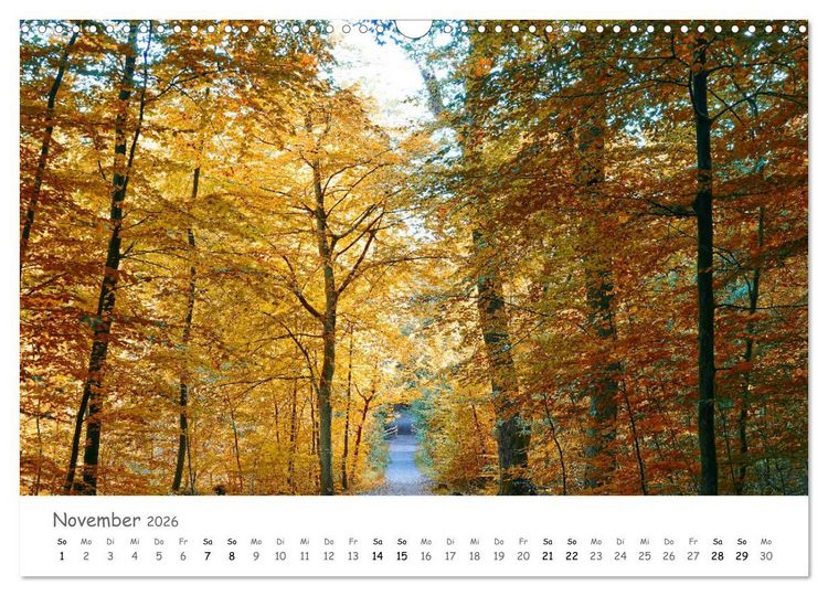 Produktbild: Wald - bezaubernde W&auml;lder (Wandkalender 2026 DIN A3 quer), CALVENDO Monatskalender