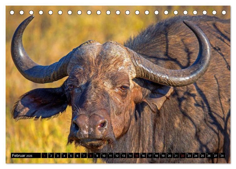 Produktbild: Safari durch das S&uuml;dliche Afrika (Tischkalender 2026 DIN A5 quer), CALVENDO Monatskalender