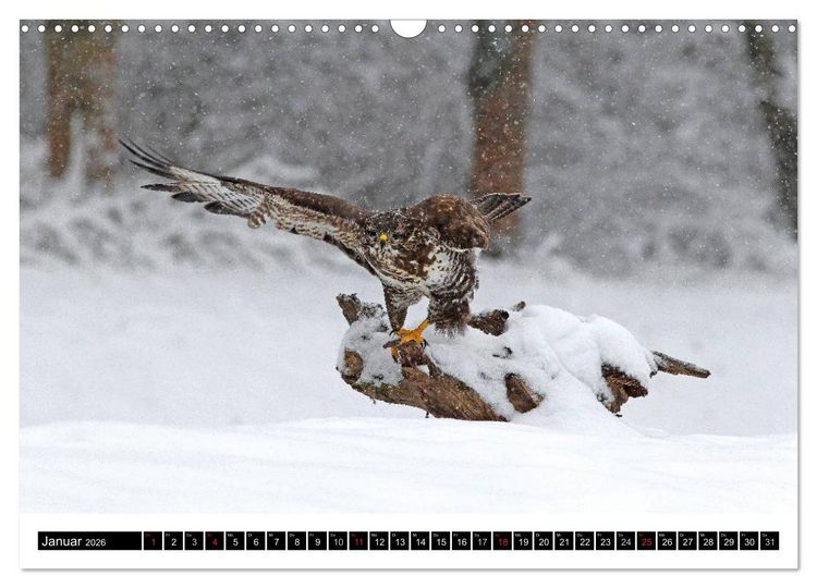 Produktbild: GREIFV&Ouml;GEL wild & frei (Wandkalender 2026 DIN A3 quer), CALVENDO Monatskalender