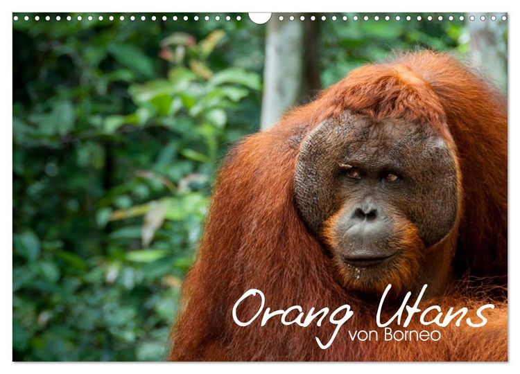 Produktbild: Orang Utans von Borneo Tierkalender 2026 (Wandkalender 2026 DIN A3 quer), CALVENDO Monatskalender