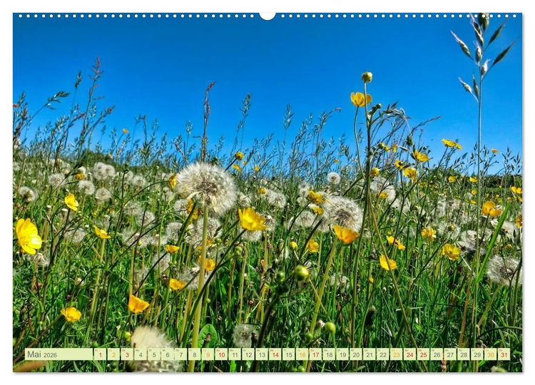 Produktbild: Blumenwiesen &ndash; ein bl&uuml;tenzauberhaftes Jahr (Wandkalender 2026 DIN A2 quer), CALVENDO Monatskalender