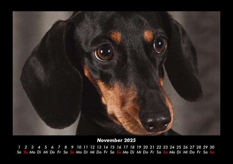 Produktbild: Hundezauber 2025 Fotokalender DIN A3