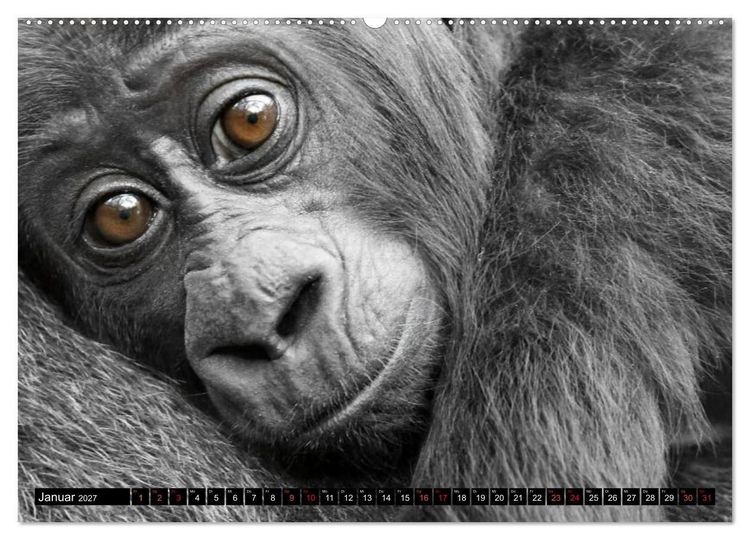 Produktbild: MENSCHEN-AFFEN-KINDER (hochwertiger Premium Wandkalender 2027 DIN A2 quer), Kunstdruck in Hochglanz