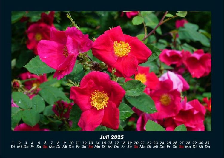Produktbild: Pflanzen und Bl&uuml;ten 2025 Fotokalender DIN A4