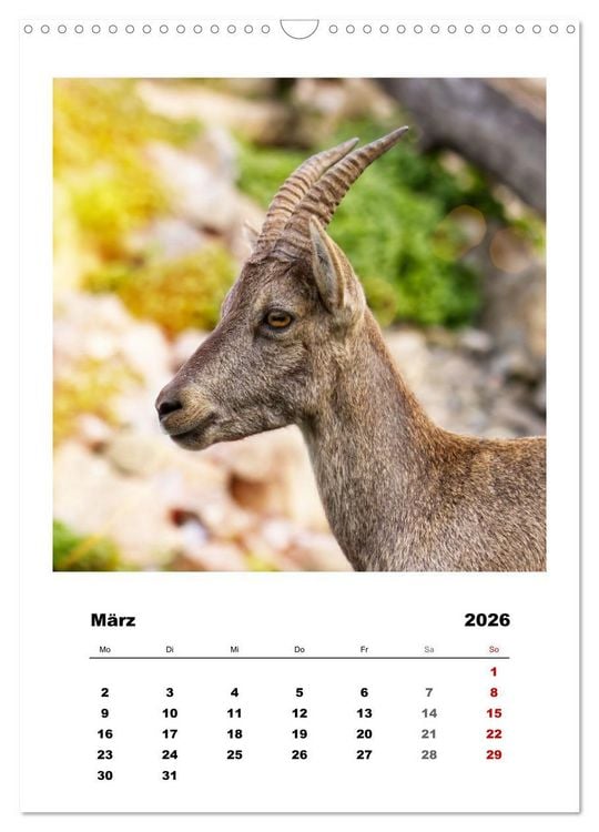 Produktbild: Alpen-Steinb&ouml;cke, imposante Horntr&auml;ger (Wandkalender 2026 DIN A3 hoch), CALVENDO Monatskalender