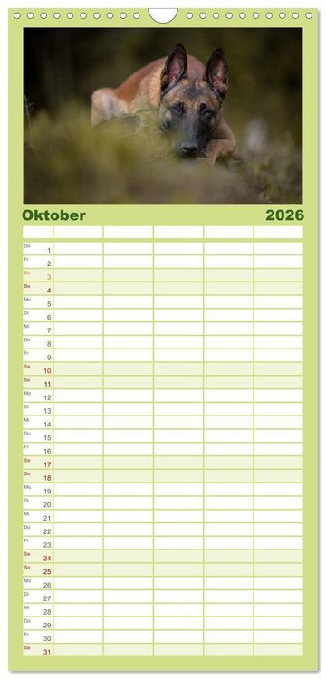 Produktbild: Familienplaner 2026 - Belgischer Sch&auml;ferhund - Der Malinois mit 5 Spalten (Wandkalender, 21 x 45 cm) CALVENDO