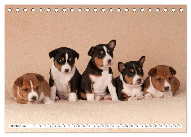 Produktbild: Wunderbare Basenji Welpenzeit (Tischkalender 2026 DIN A5 quer), CALVENDO Monatskalender