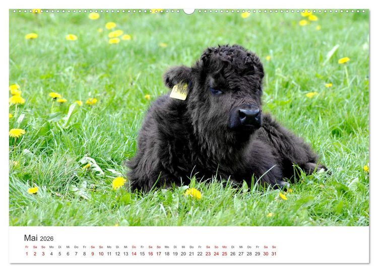 Produktbild: K&auml;lber - Kleine Herzensbrecher auf den Wiesen (Wandkalender 2026 DIN A2 quer), CALVENDO Monatskalender