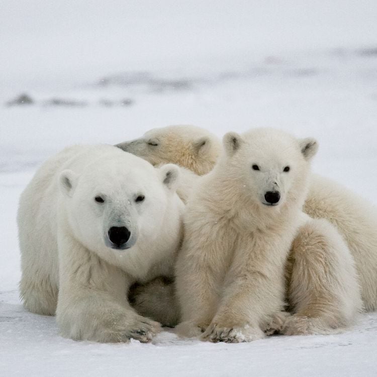 Produktbild: Eisb&auml;ren / Polar Bears 2027