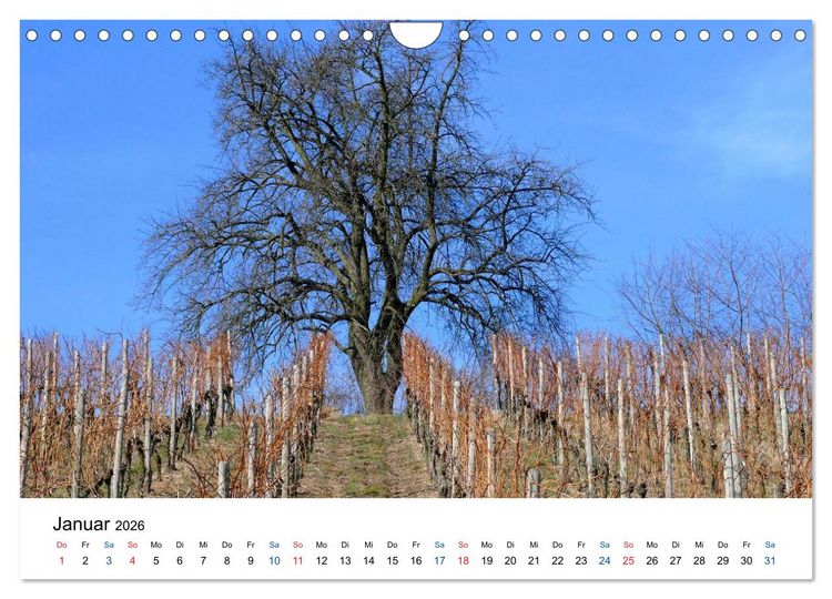 Produktbild: W&uuml;rttemberger Wein 2026 (Wandkalender 2026 DIN A4 quer), CALVENDO Monatskalender