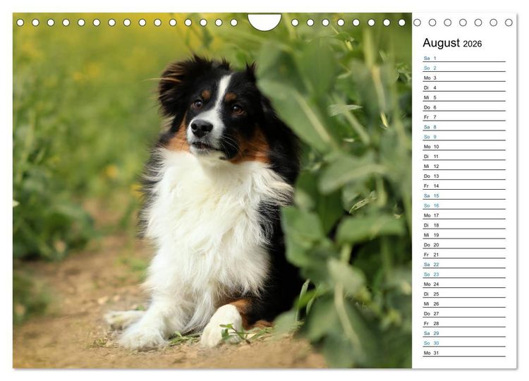 Produktbild: Australian Shepherd Tri Color (Wandkalender 2026 DIN A4 quer), CALVENDO Monatskalender