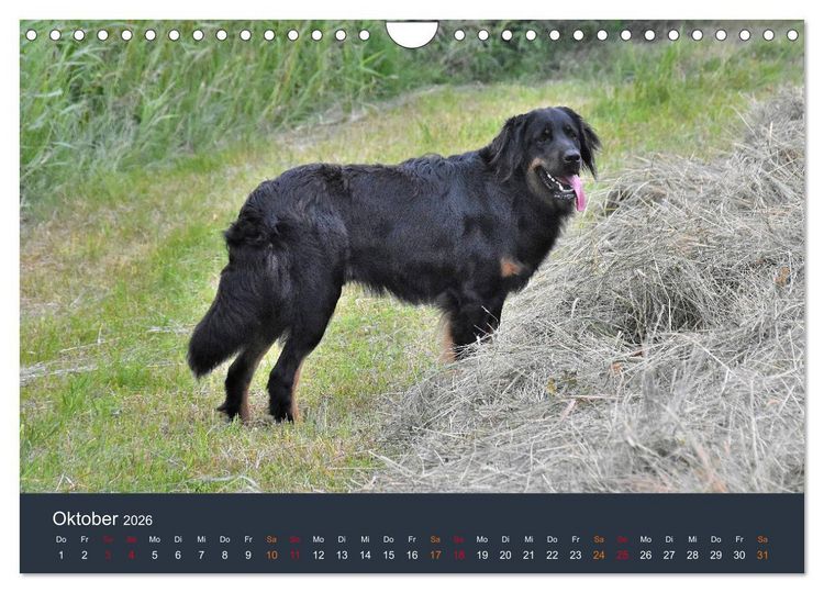 Produktbild: Ein Hovawart, ein Wachhund (Wandkalender 2026 DIN A4 quer), CALVENDO Monatskalender