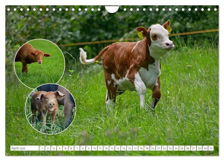 Produktbild: Weidetiere - Landschaftsgestalter seit Jahrhunderten (Wandkalender 2026 DIN A4 quer), CALVENDO Monatskalender
