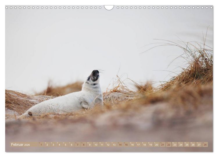Produktbild: Kegelrobben - Die Kegelrobben von Helgoland (Wandkalender 2026 DIN A3 quer), CALVENDO Monatskalender