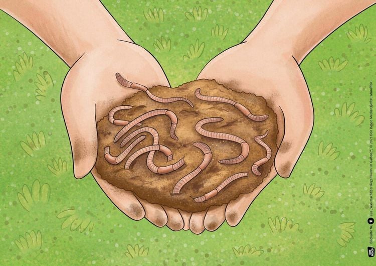 Produktbild: Was macht der Regenwurm im Garten? Kamishibai Bildkartenset